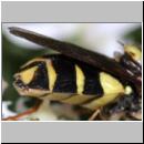 Stratiomys potamida - Waffenfliege m04.jpg